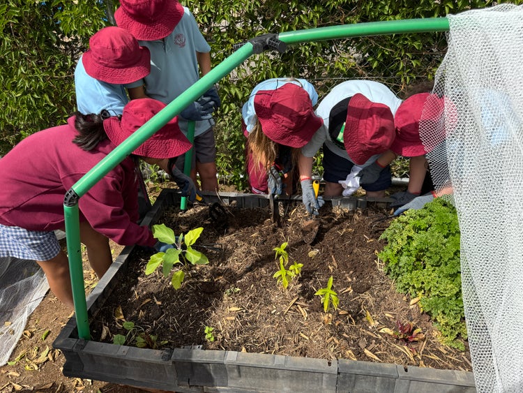 Primary students planting in the garden bed