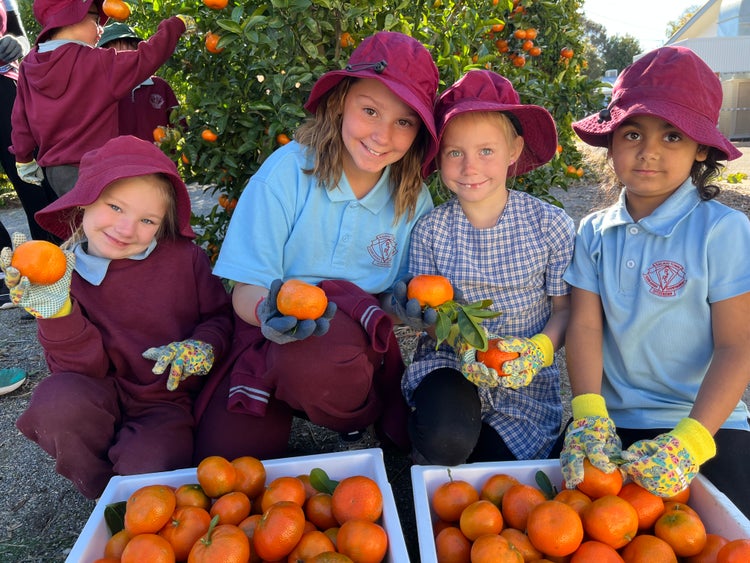 Four girls holding freshly picked mandarins.