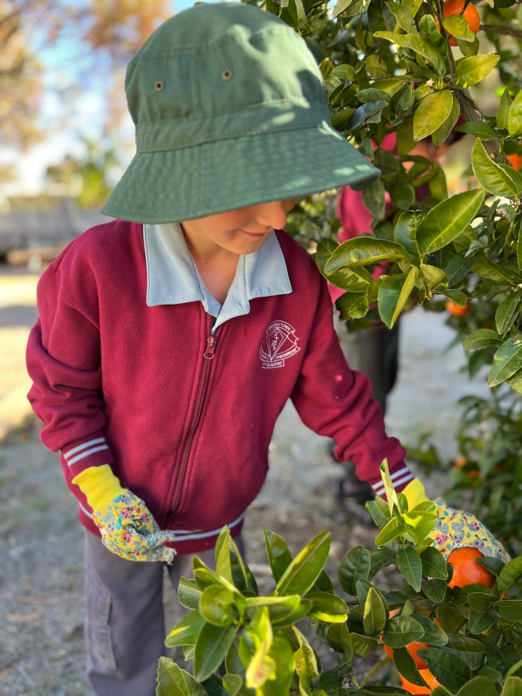 Boy picking mandarins